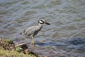 Yellow-crowned Night-heron (Nyctanassa violacea) adult, hunting along water margin, Grenada