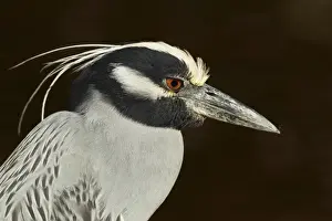 Yellow-crowned Night-heron (Nyctanassa violacea) adult, close-up of head, Sanibel Island, Florida, U. S. A. February