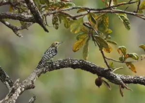 Cambodia Prints: Yellow-crowned Woodpecker (Dendrocopos mahrattensis mahrattensis) adult female