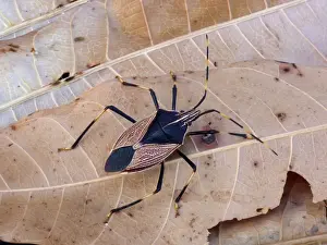 Fallen Prints: Yellow-dotted Gum Tree Shieldbug (Notius consputus) adult