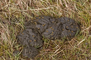 Golden Prints: yellow dung flies on cow dung