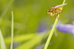 Flies Prints: Yellow Dungfly (Scathophaga stercoraria) adult, resting on grass, Powys, Wales, June