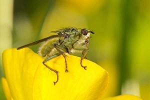 Yellow Dungfly (Scathophaga stercoraria) adult, resting on buttercup flower, Pembrokeshire, Wales, June