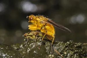 Muck Prints: Yellow Dungfly (Scathophaga stercoraria) adult pair