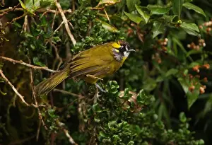 Bul Bul Prints: Yellow-eared Bulbul (Pycnonotus penicillatus) adult