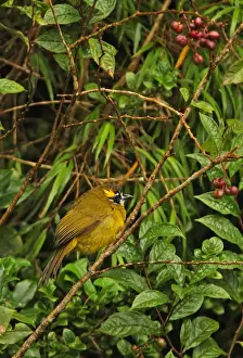Yellow-eared Bulbul (Pycnonotus penicillatus) adult, perched in fruiting bush, Horton Plains N. P. Sri Lanka, december