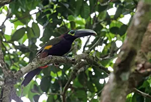 Toucan Prints: Yellow-eared Toucanet (Selenidera spectabilis) adult female