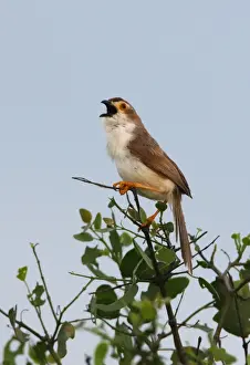 Babbler Prints: Yellow-eyed Babbler (Chrysomma sinense nasale) endemic race