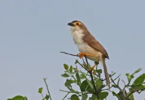 Yellow-eyed Babbler (Chrysomma sinense nasale) endemic race, adult male, perched on bush, Sri Lanka, december