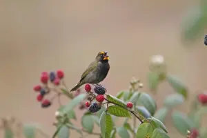Blackberry Prints: Yellow-faced Grassquit (Tiaris olivacea) adult male