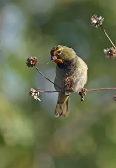 Yellow-faced Grassquit (Tiaris olivaceus) adult male, feeding on seeds from seedhead, Zapata Peninsula
