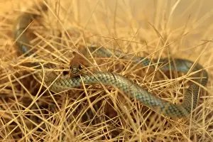 Yellow-faced Whipsnake (Demansia psammophis) adult, climbing amongst dry stems, Outback, Northern Territory, Australia