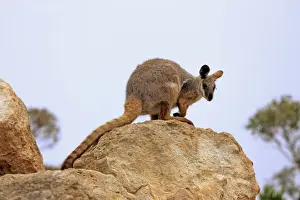 Yellow-footed Rock Wallaby (Petrogale xanthopus) adult, standing on rock, Australia, October