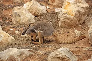 Yellow-footed Rock Wallaby (Petrogale xanthopus) adult, standing amongst rocks, Australia, October