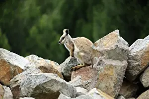 Marsupials Prints: Yellow-footed Rock Wallaby (Petrogale xanthopus) adult