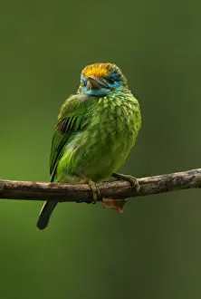 Sinharaja Prints: Yellow-fronted Barbet (Megalaima flavifrons) adult