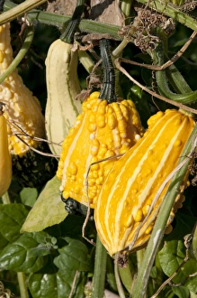 Plots Prints: Yellow gourds growing in allotment garden, Norfolk, England, october