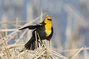 Displays Prints: Yellow-headed Blackbird (Xanthocephalus xanthocephalus) adult male