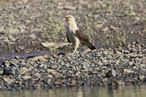 River Bank Prints: Yellow-headed Caracara (Milvago chimachima) adult