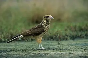 Yellow-headed Caracara (Milvago chimachima) immature, standing on ground, Venezuela