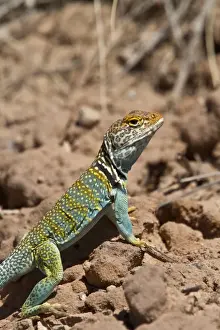 Yellow headed collared Lizard from Utah USA - Crotaphytus collaris auriceps