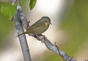 Warblers Prints: Yellow-headed Warbler (Teretistris fernandinae) adult female