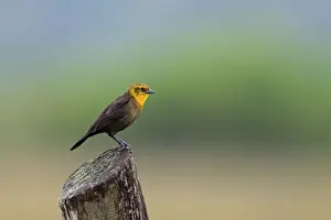 Icterids Prints: Yellow-hooded Blackbird (Agelaius icterocephalus) immature male