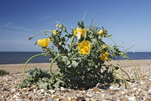 Shingle Prints: Yellow-horned Poppy (Glaucium flavum) flowering