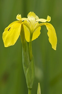 Yellow Iris (Iris pseudacorus) close-up of flowers, growing in wet area, Beigua Park, Genova Province, Liguria, Italy, june