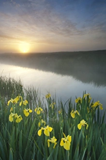 Dyke Prints: Yellow Iris (Iris pseudacorus) flowering