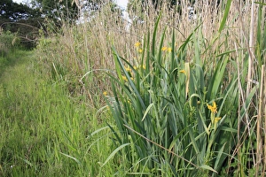 Yellow Iris (Iris pseudacorus) flowering, growing in reedbed, Little Ouse Headwaters Project, Hinderclay Fen, Hinderclay, Little Ouse Valley, Suffolk, England, june