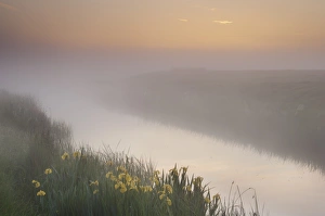 Yellow Iris (Iris pseudacorus) flowering, growing beside dyke in coastal grazing marsh habitat, in mist at sunrise, Elmley Marshes N. N. R. Isle of Sheppey, Kent, England, may