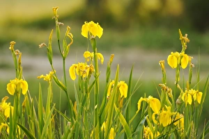 Flag Prints: Yellow Iris (Iris pseudacorus) flowering, Italy, May