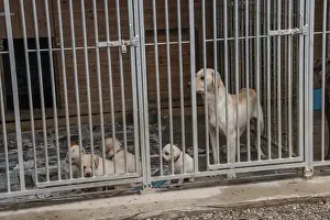 Yellow Labrador bitch with 5 week old puppies in outdoor kennel