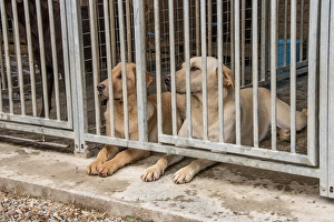 Yellow Prints: Yellow labradors in outdoor kennel