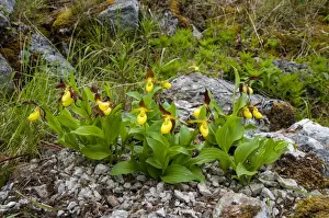 Yellow Ladys Slipper Orchid (Cypripedium calceolus) flowering, pot-grown specimens