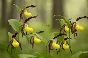 Yellow Ladys Slipper Orchid (Cypripedium calceolus) flowering, growing in woodland, Dolomites, Italian Alps, Italy