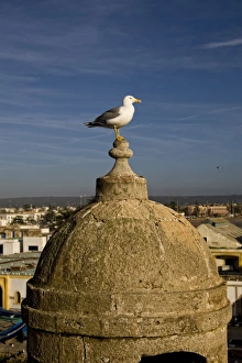 Rooftop Prints: Yellow-legged Gull (Larus michahellis) adult
