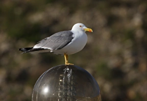 Yellow-legged Gull (Larus michahellis) adult, summer plumage, standing on street light, Algarve, Portugal, april