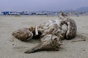 Port Prints: Yellow-legged Gull (Larus michahellis) dead juvenile