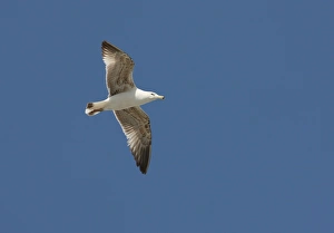 Algarve Prints: Yellow-legged Gull (Larus michahellis) immature