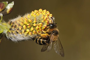 Willow Prints: Yellow-legged Mining Bee (Andrena flavipes) adult