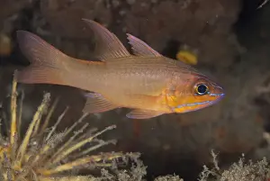 Cardinalfishes Prints: Yellow-lined Cardinalfish (Ostorhinchus chrysotaenia) adult