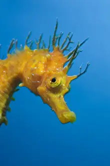 Horse Prints: Yellow Longsnouted Seahorse, Hippocampus ramulosus