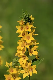 Germany Prints: Yellow Loosestrife (Lysimachia punctata) flowering