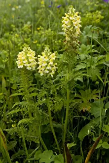 Middle East Prints: Yellow Lousewort (Pedicularis condensata) flowering