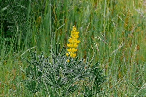 Fabaceae Prints: Yellow Lupin (Lupinus luteus) flowering