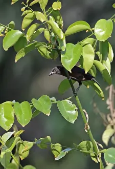 Rainforest Prints: Yellow-mantled Weaver (Ploceus tricolor tricolor) adult