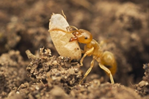 Caring Prints: Yellow Meadow Ant (Lasius flavus) adult