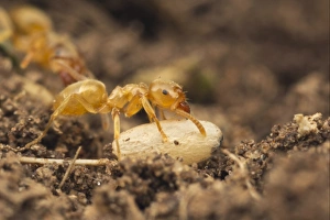 Yellow Meadow Ant (Lasius flavus) adult, moving exposed pupa to safety, Leicestershire, England, june